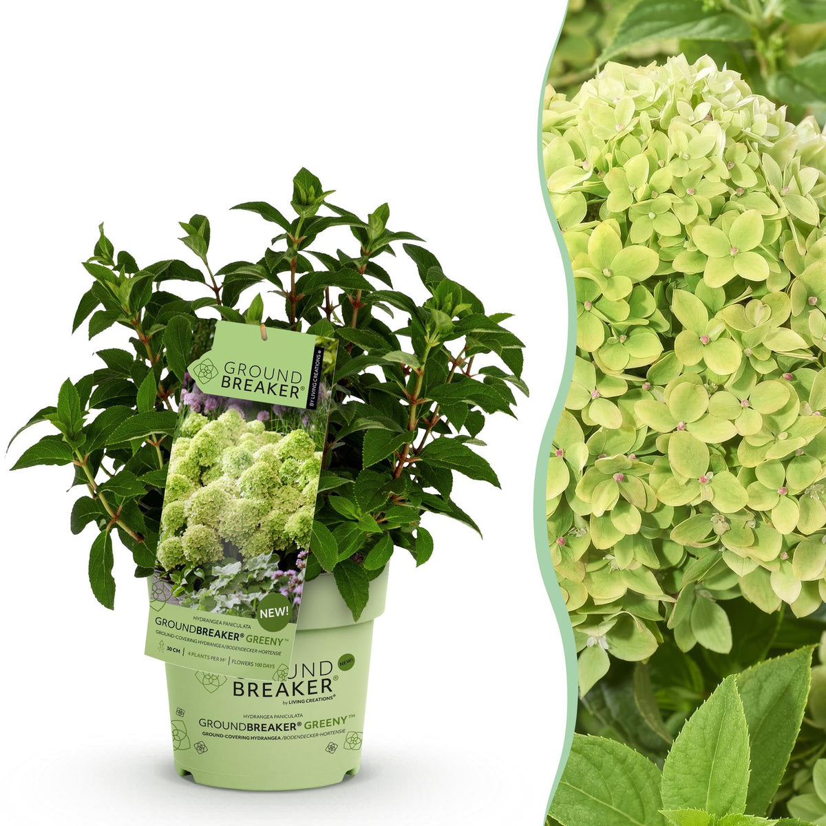 Hydrangea panniculata 'Groundbreaker Greeny' (pluimhortensia) – crème – Ø14 cm, 20–25 cm hoog