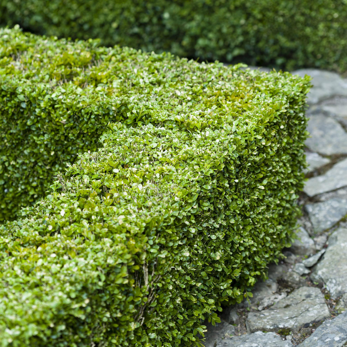 Buxus sempervirens – 6 Pflanzen, Ø 17 cm, 45 cm hoch
