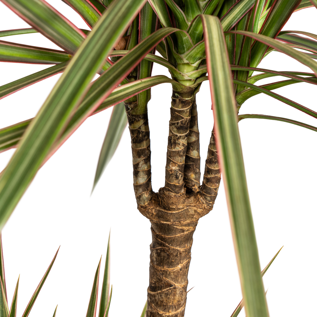 Dracaena marginata Bicolor (Drachenbaum) mit Korb – Ø 21 cm, 110–130 cm hoch