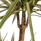 Dracaena marginata Bicolor (Drachenbaum) mit Korb – Ø 21 cm, 110–130 cm hoch