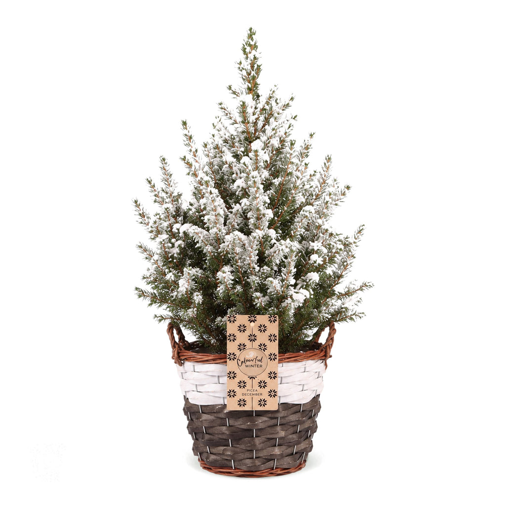 Picea glauca Conica (petit sapin de Noël) avec panier – Ø17 cm, 65 cm de haut – blanc