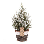 Picea glauca Conica (petit sapin de Noël) avec panier – Ø17 cm, 65 cm de haut – blanc