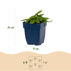 Stachys officinalis 'Ukkie' (Eselsohr) – rosa – Ø11 cm, 15–25 cm hoch