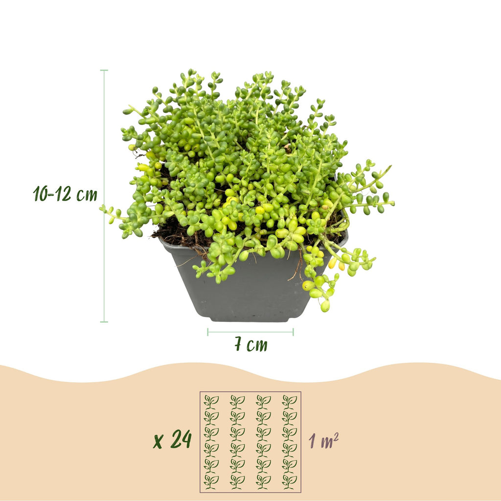 Mélange de plantes rupicoles – 24 plantes, Ø7 cm, 10–12 cm de haut – photo 2