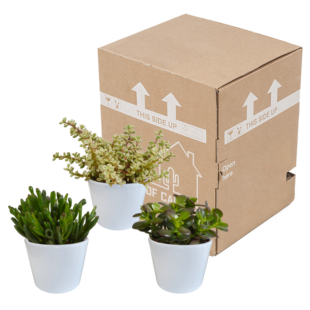 Crassula-Mix (Jade-Pflanze) im weißen Topf – Ø 11 cm, 21 cm hoch