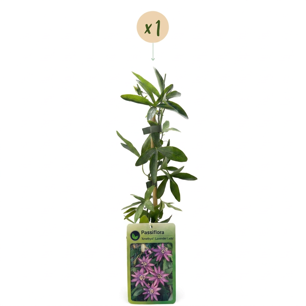 Passiflora 'Lavender Lady' (passiebloem) – paars – Ø9 cm, 35 cm hoog