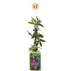 Passiflora 'Lavender Lady' (passiebloem) – paars – Ø9 cm, 35 cm hoog