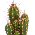 Kaktusmix (Cactaceae) uden urtepotte – Ø6 cm, 13 cm høj