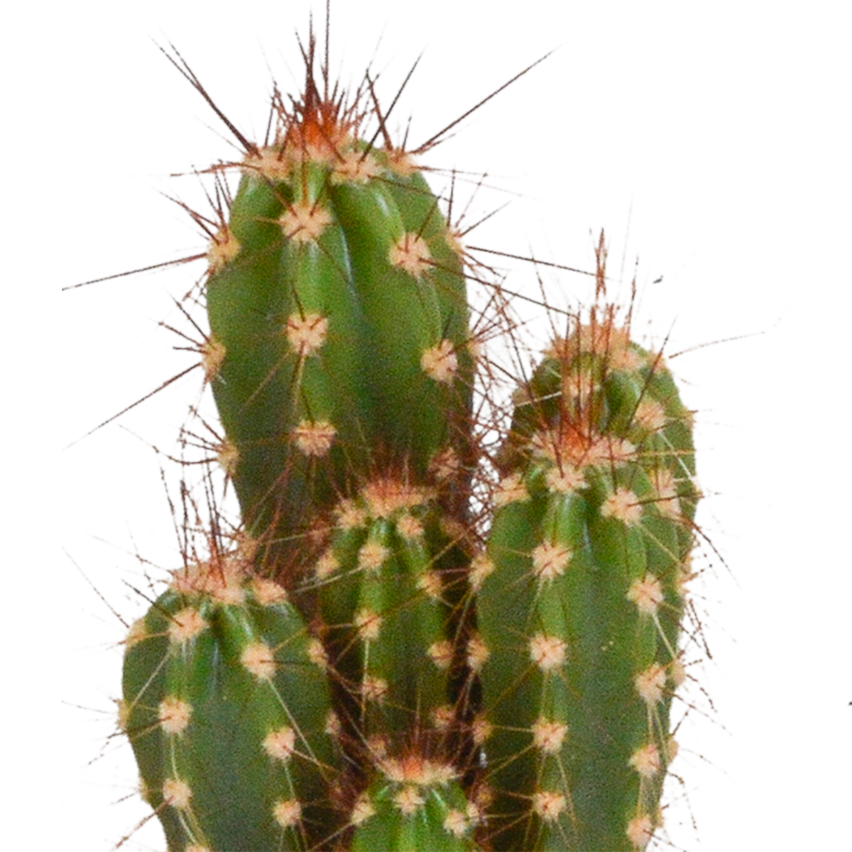 Kaktusmix (Cactaceae) uden urtepotte – Ø6 cm, 13 cm høj