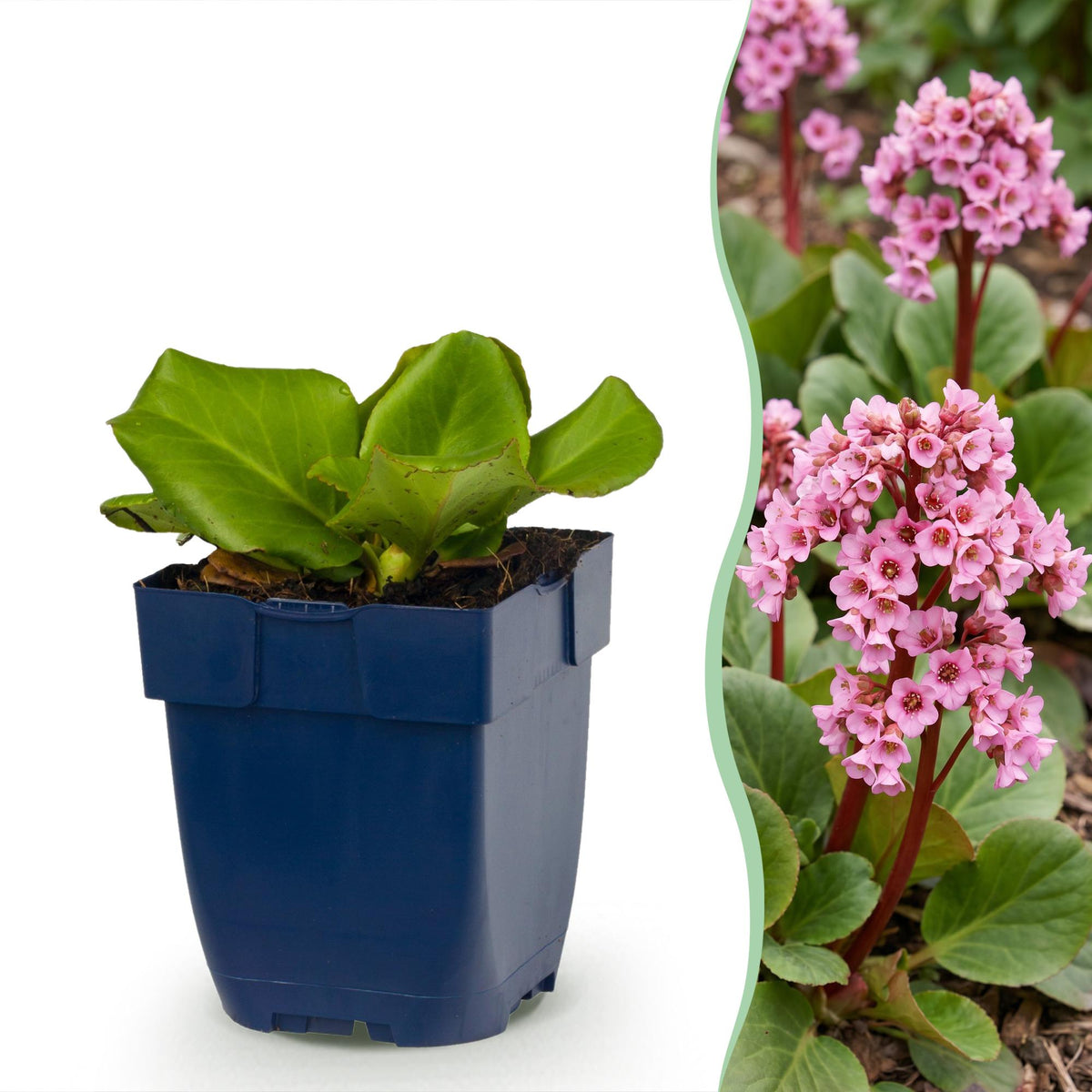 Bergenia cordifolia (schoenlappersplant) – roze – 24 planten, Ø11 cm, 15–25 cm hoog