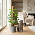 Monstera Minima (mini monstera) in grey Potter decorative pot – Ø19 cm, 90 cm high