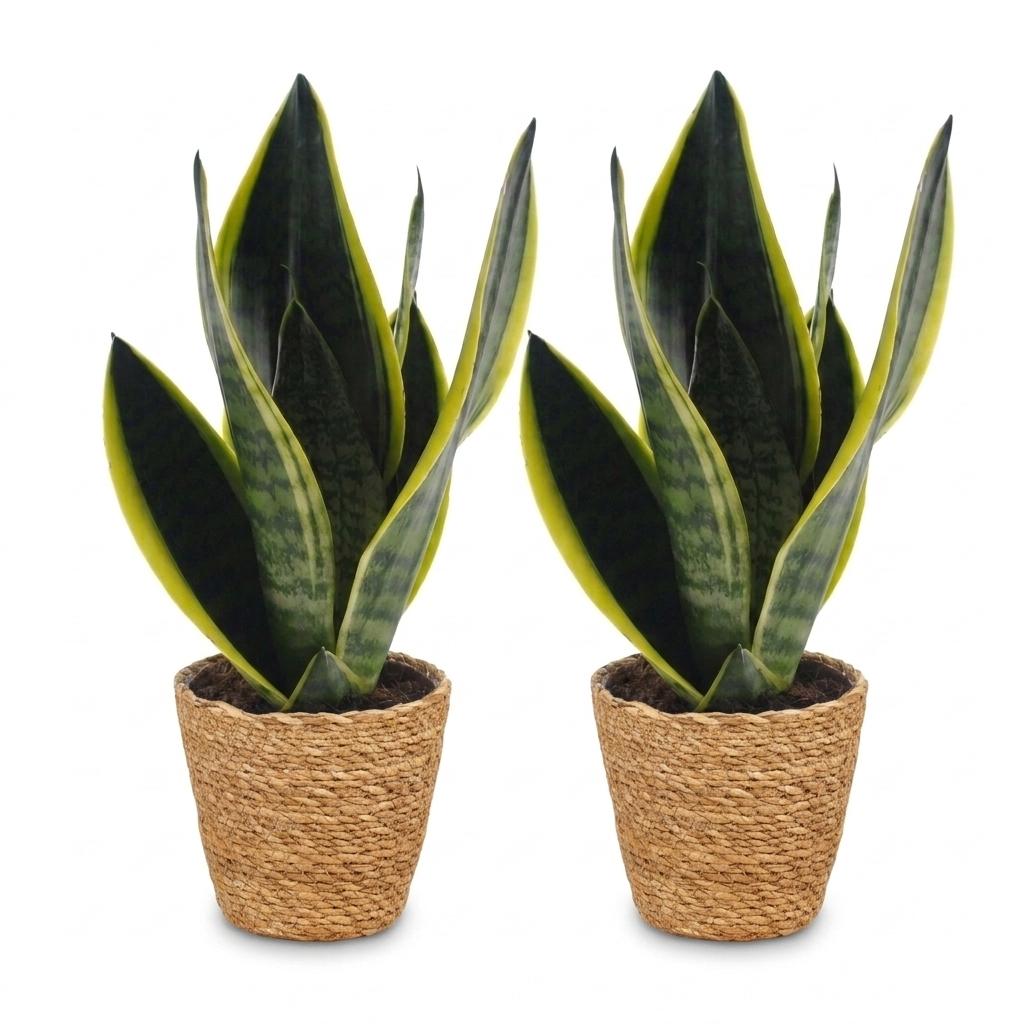 2× Sansevieria Future Superb (svigermors skarpe tunge) med kurv – Ø12 cm, 35 cm høj