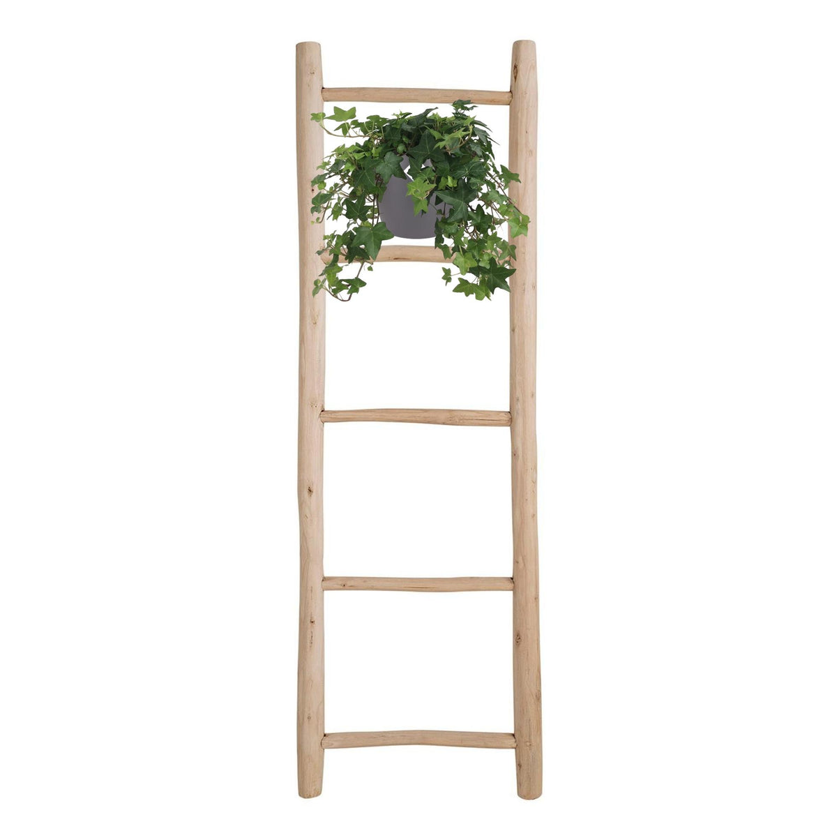 Hedera Helix Groen (klimop) – Ø17 cm – foto 3