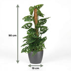 Monkey Mask (Monstera) im grauen Potter-Übertopf – Ø 19 cm, 90 cm hoch