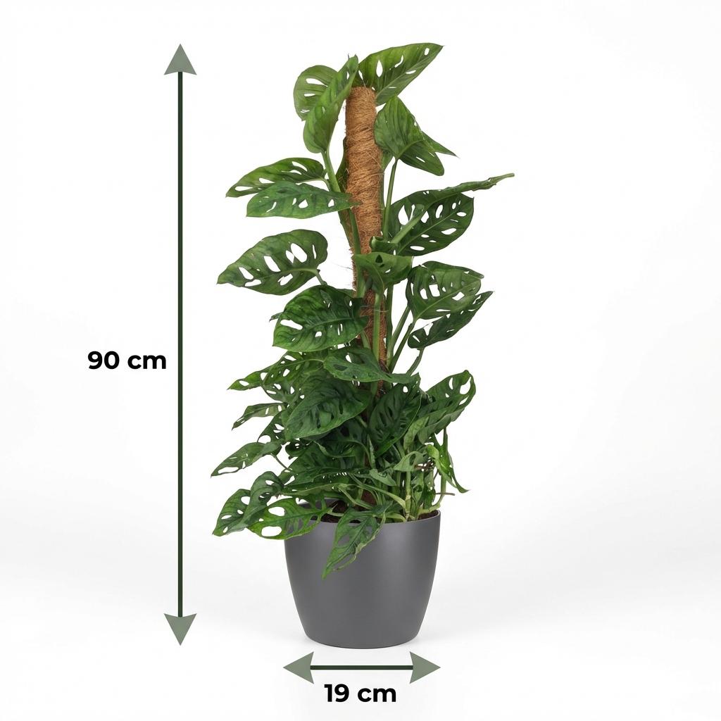 Monkey Mask (Monstera) im grauen Potter-Übertopf – Ø 19 cm, 90 cm hoch – Bild 6