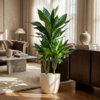 Dracaena Janet Lindt (drakträd) i vit Potter-lterkruka – Ø21 cm, 95 cm hög