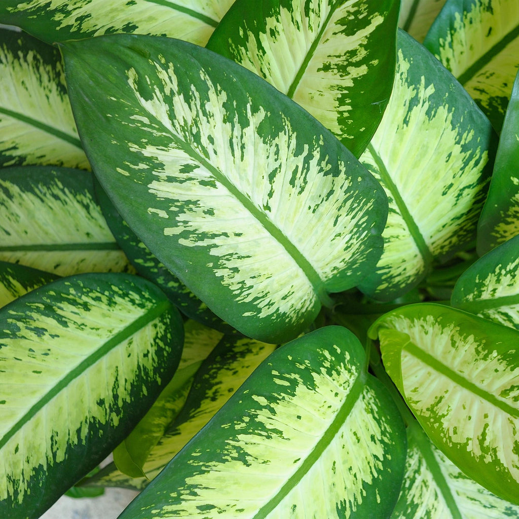 Dieffenbachia met mand – Ø21 cm, 90–100 cm hoog