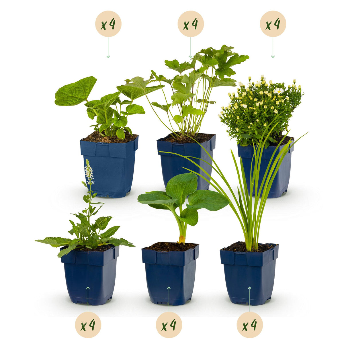 Borderpakket kleur wit – Ø11 cm, 25 cm hoog