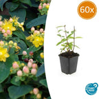 Hypericum inodorum 'Annebel' (St. John's wort) – 60 plants, Ø9 cm, 10–25 cm high