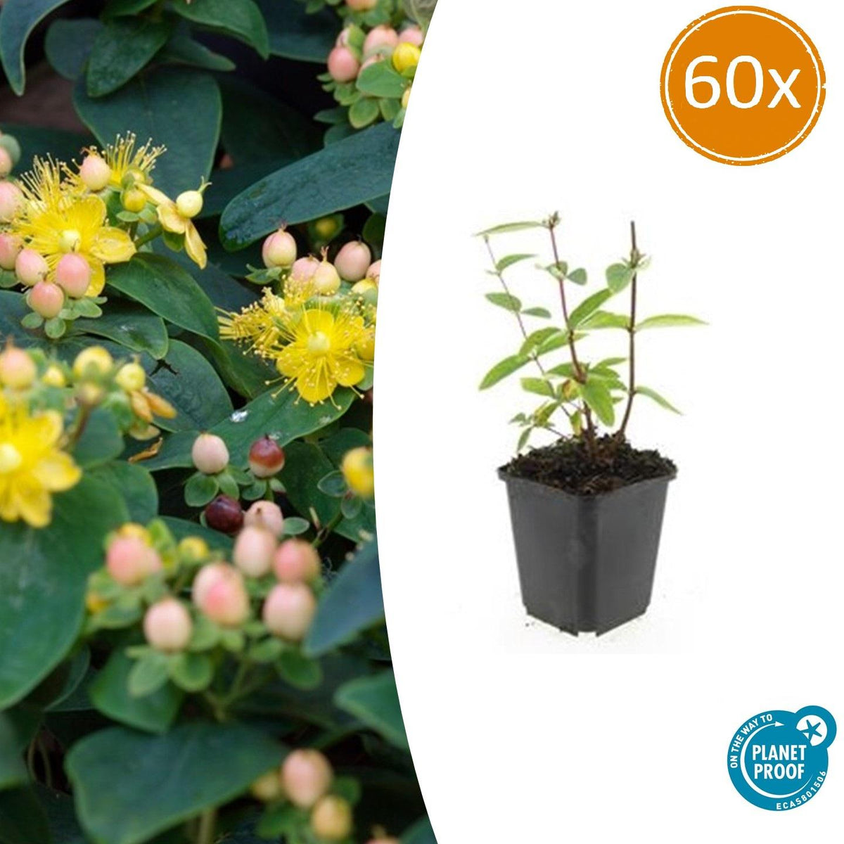 Hypericum inodorum 'Annebel' (St. John's wort) – 60 plants, Ø9 cm, 10–25 cm high – photo 2