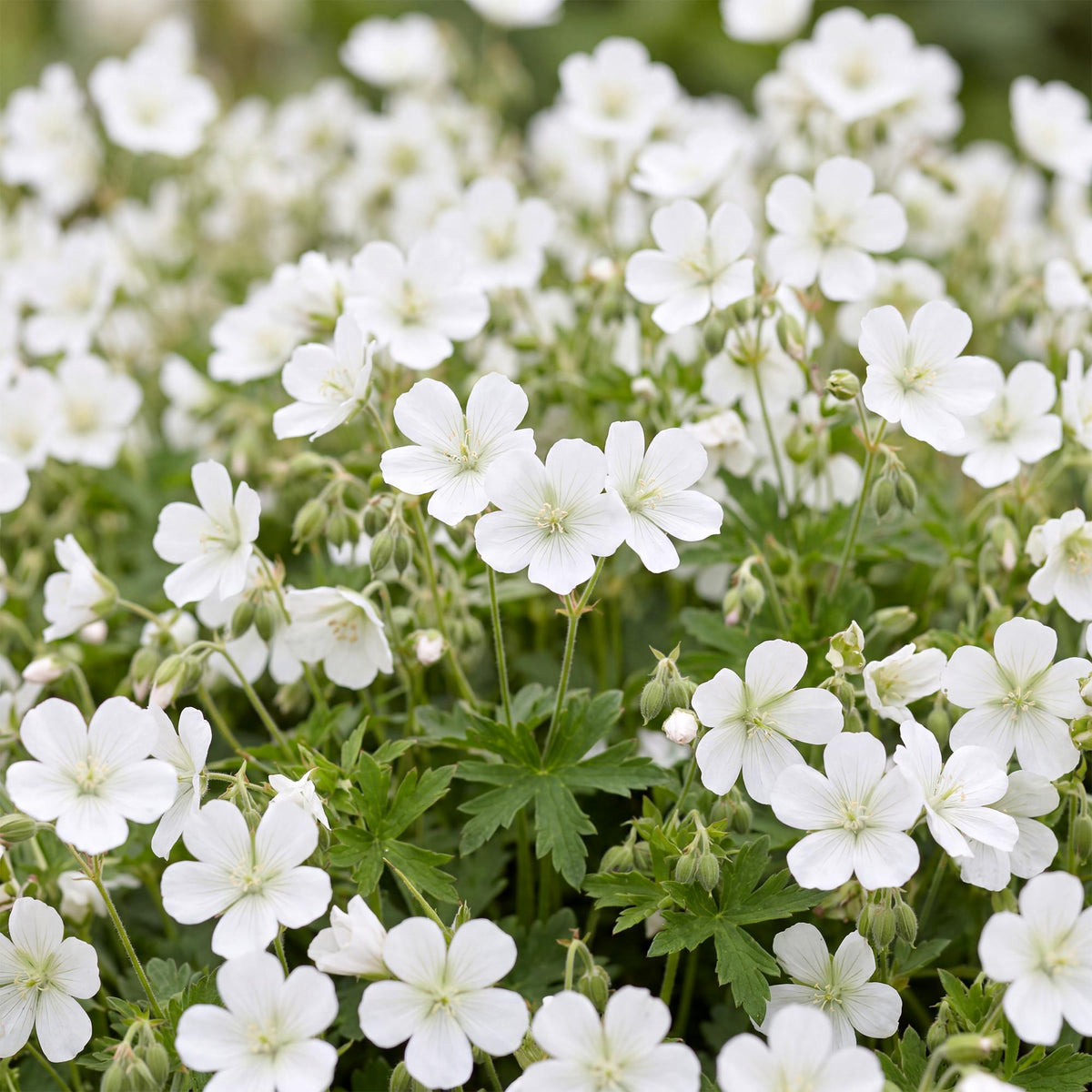 Geranium sanguineum 'Album' (ooievaarsbek) – wit – 24 planten, Ø11 cm, 15–25 cm hoog – foto 5