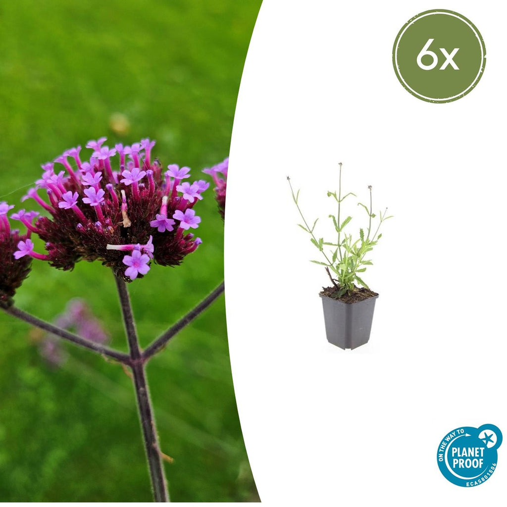Verbena bon. 'Lollipop' (hard-leaved) – 6 plants, Ø9 cm, 10–25 cm high – photo 2
