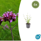 Verbena bon. 'Lollipop' (hard-leaved) – 6 plants, Ø9 cm, 10–25 cm high