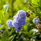 Ceanothus impressus 'Victoria' (Amerikaanse sering) op stam – Ø19 cm, 90 cm hoog