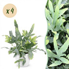 4× Phlebodium aureum Blue Star (Blaufarn) im weißen Zier-Tontopf – Ø 12 cm, 25 cm hoch