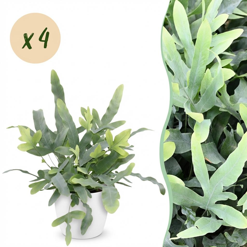 4× Phlebodium aureum Blue Star (Blaufarn) im weißen Zier-Tontopf – Ø 12 cm, 25 cm hoch