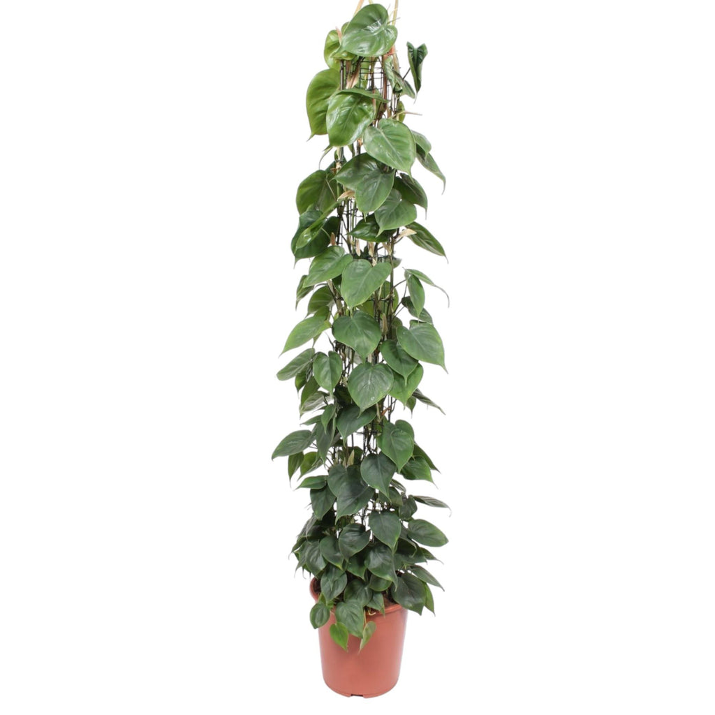Grillage pour Philodendron scandens – Ø27 cm, 160 cm de haut