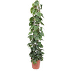 Grillage pour Philodendron scandens – Ø27 cm, 160 cm de haut