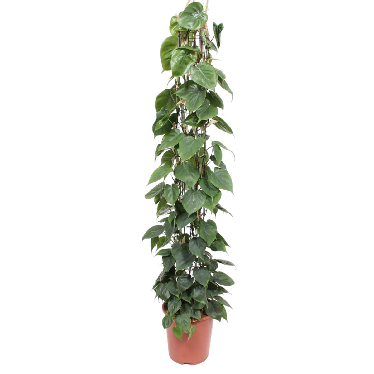 Grillage pour Philodendron scandens – Ø27 cm, 160 cm de haut