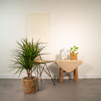 Dracaena marginata (dragetræ) – Ø17 cm, 90 cm høj