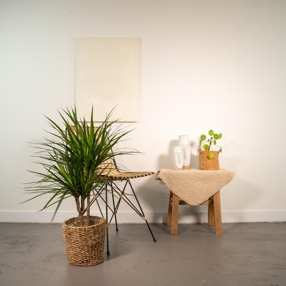 Dracaena marginata (Drachenbaum) – Ø 17 cm, 90 cm hoch
