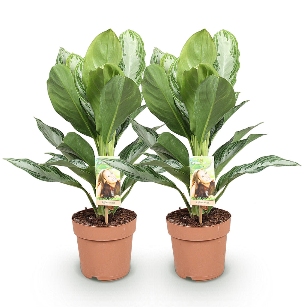 2× Aglaonema Silver Bay – Ø17 cm, 70–75 cm hoog