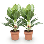 2× Aglaonema Silver Bay – Ø17 cm, 70–75 cm hoog