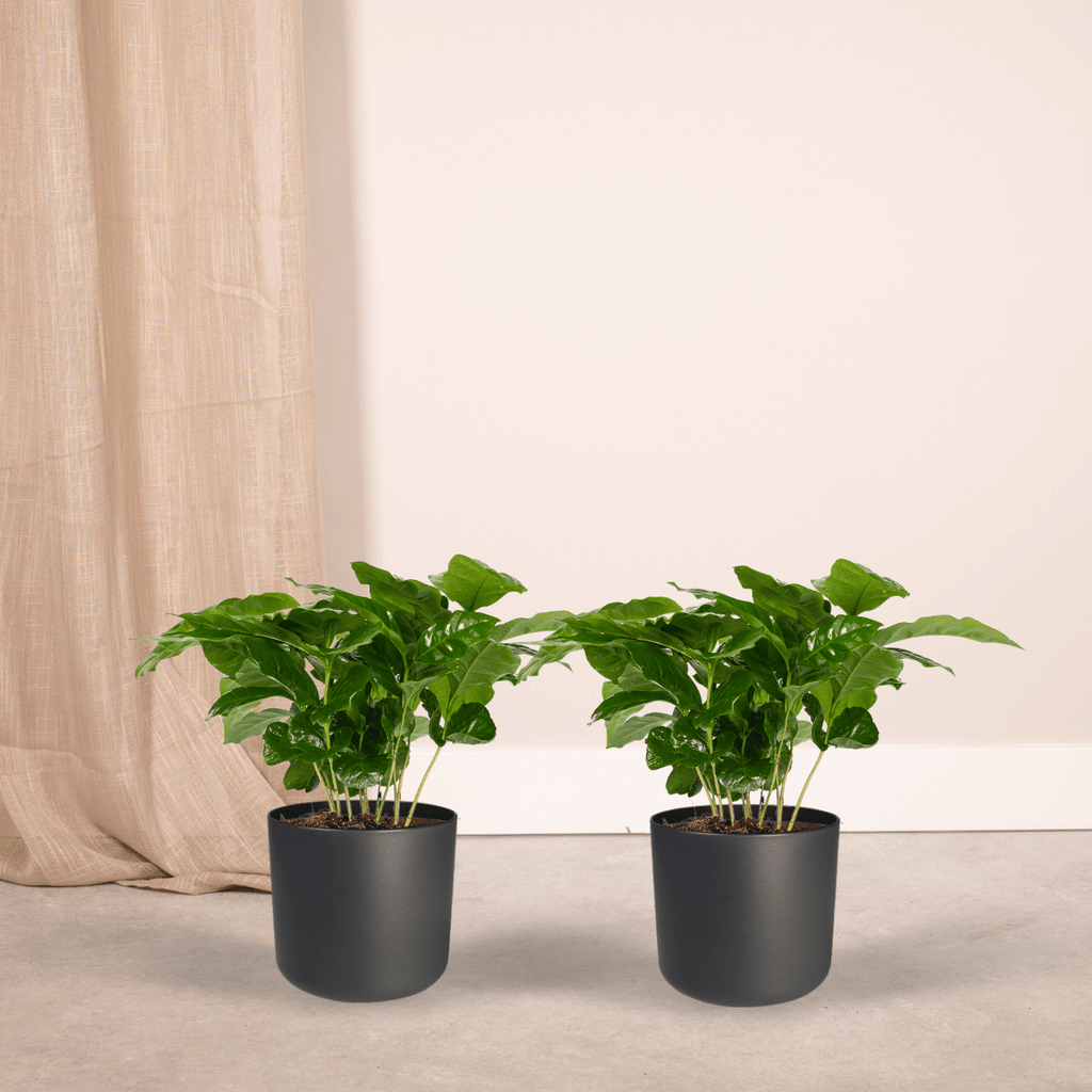 2× Caféier (Coffea) – Ø12 cm, 25 cm de haut