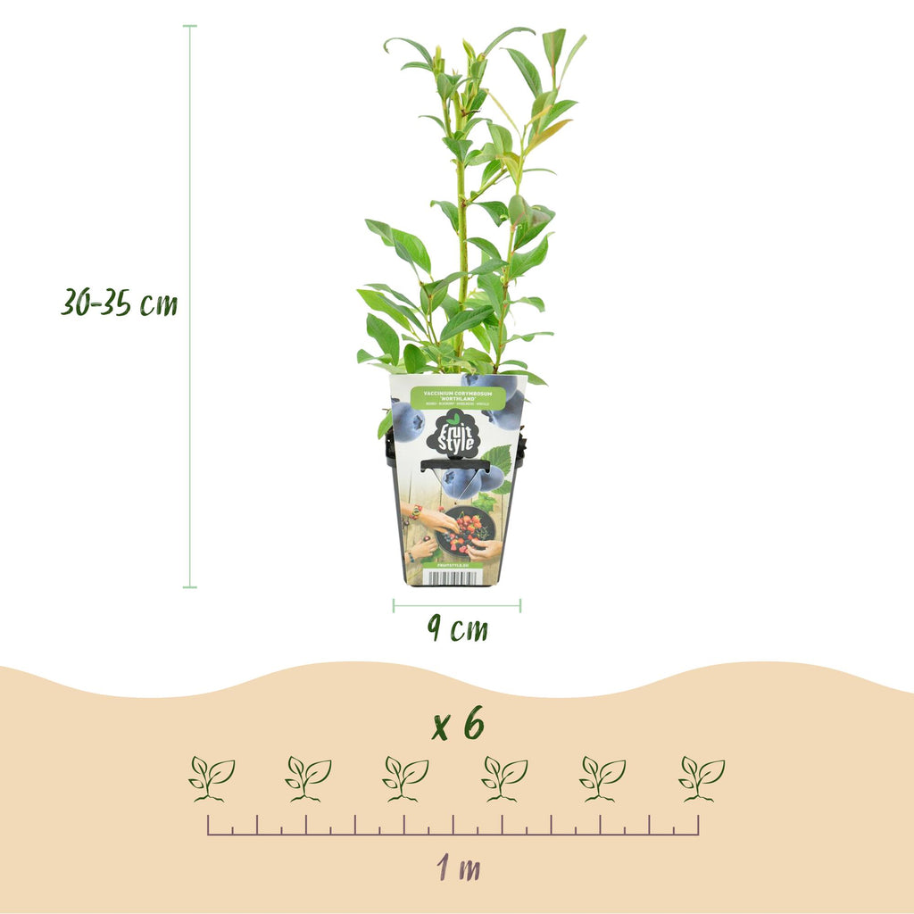 Vaccinium corymbossum 'Northland' (blauwe bes) – 3 planten, Ø9 cm, 35 cm hoog – foto 3