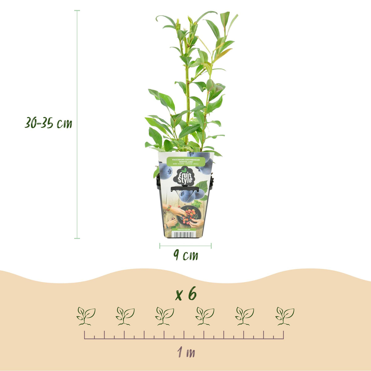 Vaccinium corymbossum 'Northland' (blauwe bes) – 3 planten, Ø9 cm, 35 cm hoog – foto 3