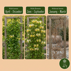 Lonicera japonica 'Halliana' (Japanese honeysuckle) – white-yellow – 2 plants, Ø9 cm, 35 cm high