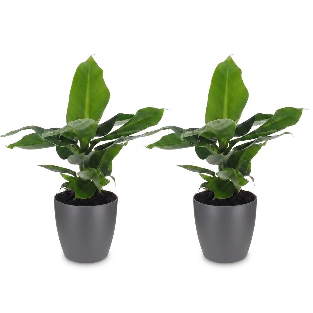 2× Musa Oriental Dwarf (Bananenpflanze) im grauen Pflanzgefäß – Ø 12 cm, 30 cm hoch