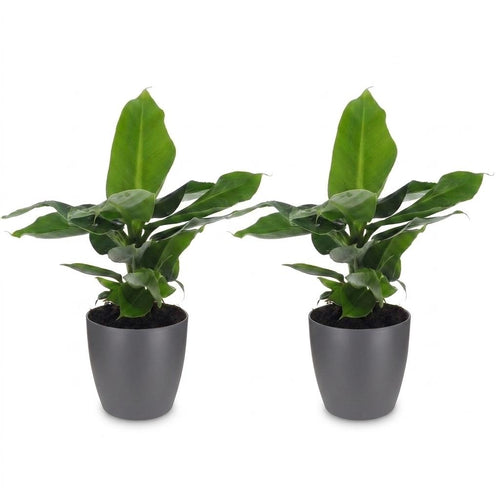2× Musa Oriental Dwarf (bananenplant) in Potter-sierpot grijs – Ø12 cm, 30 cm hoog