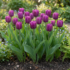 Tulpe 'Triumph Purple' – 30 Blumenzwiebeln (Zwiebelgröße 11/12)