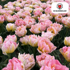 Tulp 'Password' – 20 bloembollen (bolmaat 11/12)