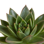 Echeveria-Mix im Terrakottatopf – Ø 9 cm, 21 cm hoch