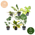 6× jeunes plantes Tropical Mix – Ø6 cm, 10–15 cm de haut