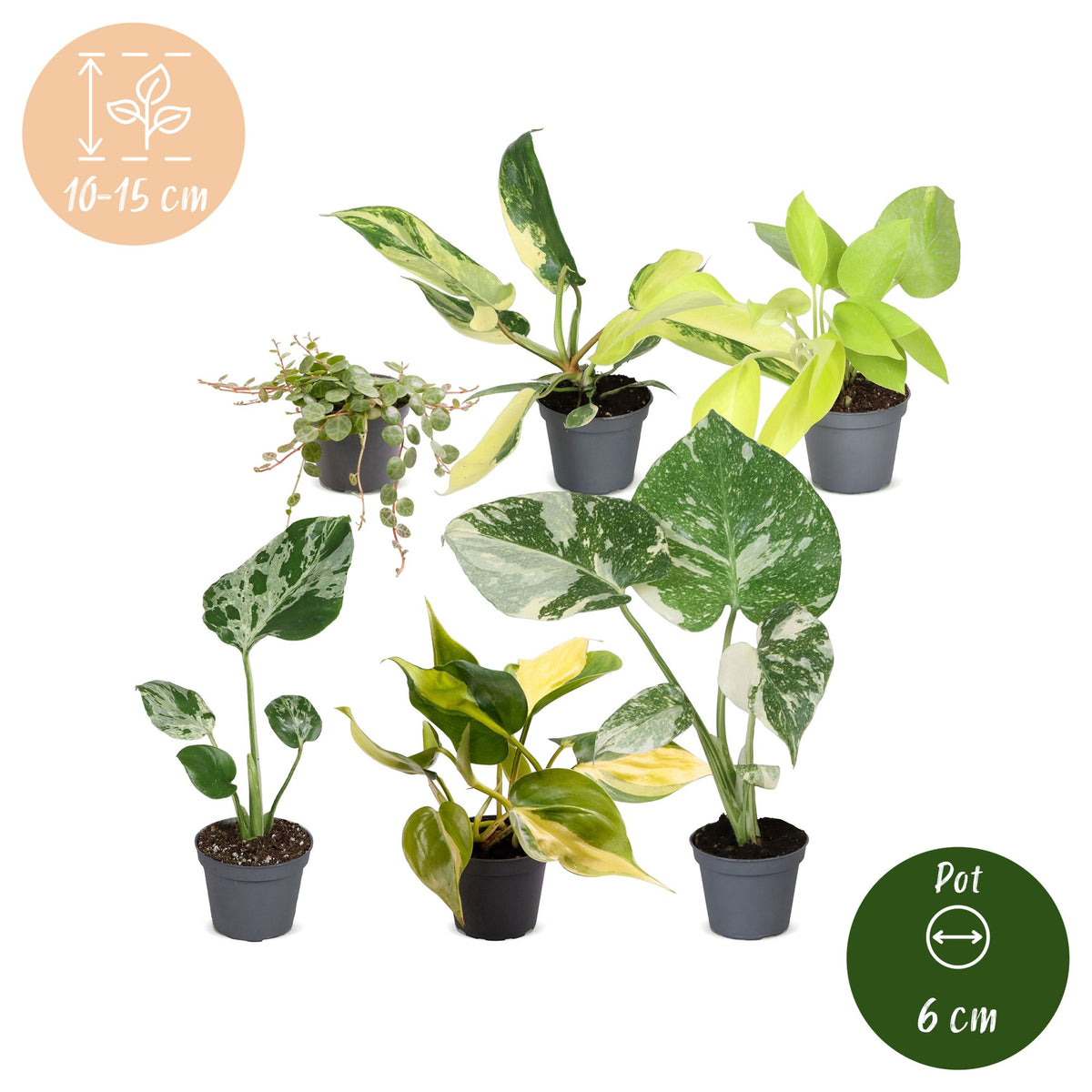 6× Babyplanter Tropisk Mix – Ø6 cm, 10–15 cm høje