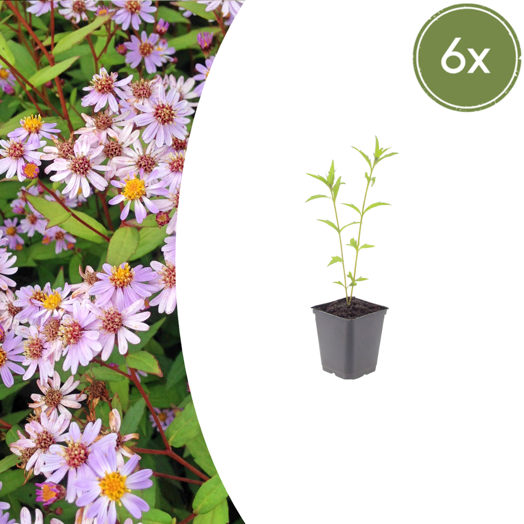 Kalimeris incisa 'Blue Star' (japansk asters) – 6 planter, Ø9 cm, 10–25 cm høje
