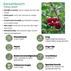 Apple tree (Malus domestica) – 4 plants, Ø20 cm, 60 cm high